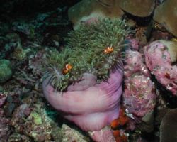Magnificent Sea Anemone - Thailand by Dale Treadway 